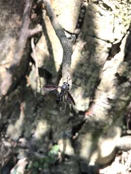 Image of Monoceromyia obscura (Brunetti 1907)