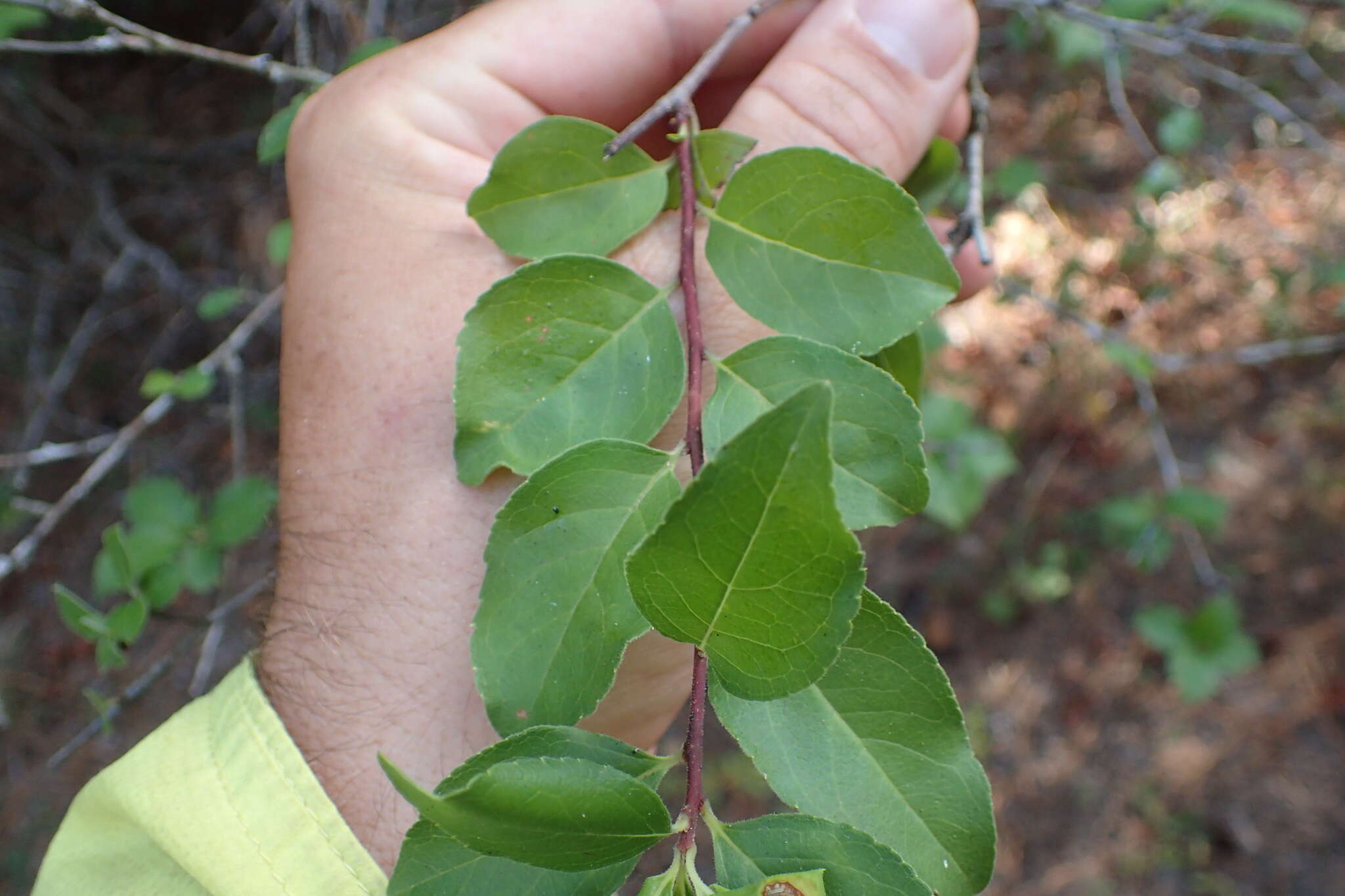 Image of Carolina holly