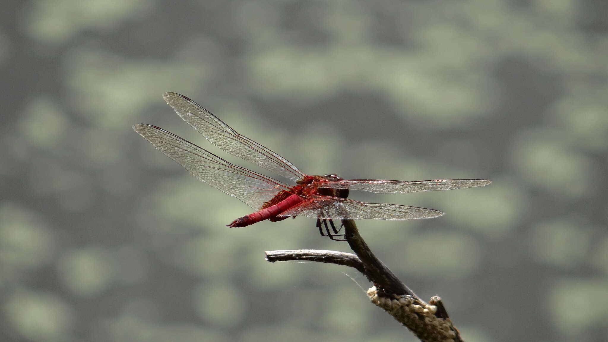 Tramea abdominalis (Rambur 1842) resmi