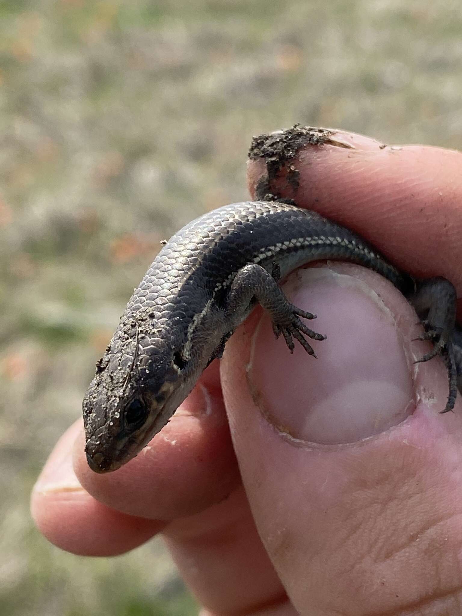 Image of Coal Skink