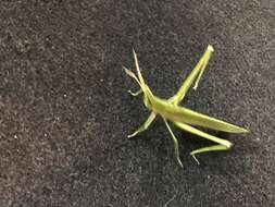 Image of Chinese Grasshopper