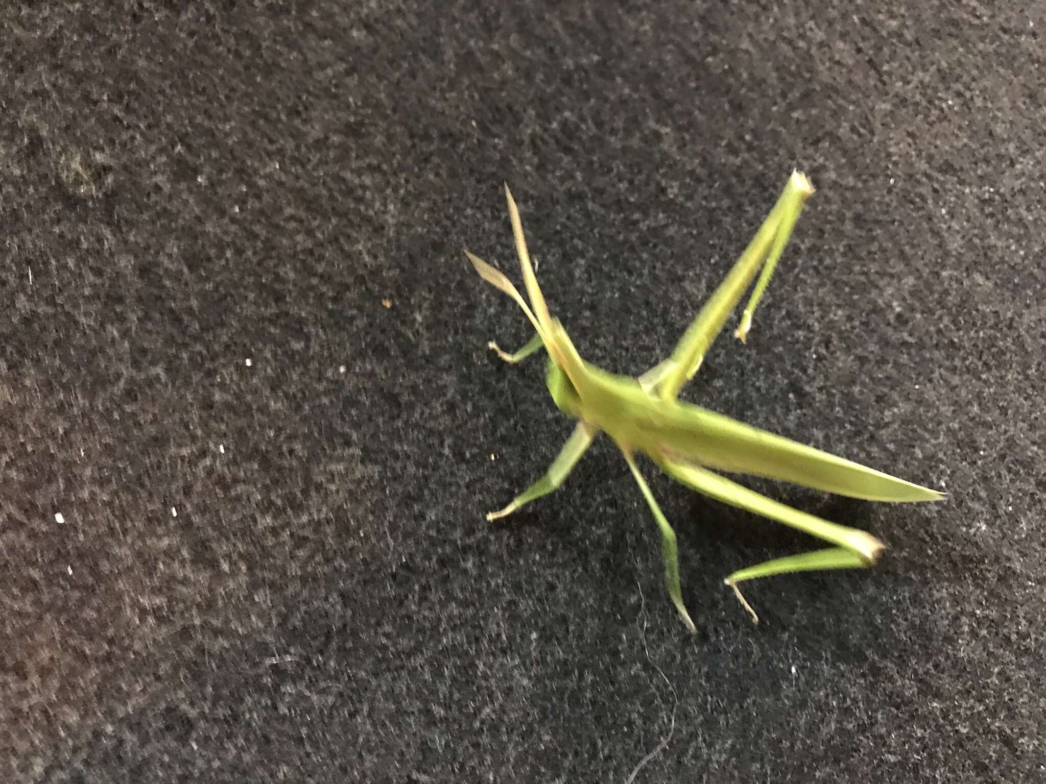 Image of Chinese Grasshopper