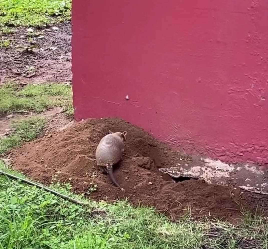 Image of naked-tailed armadillos