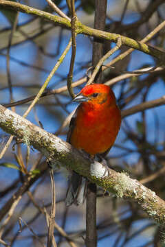 Image of Flame-colored Tanager