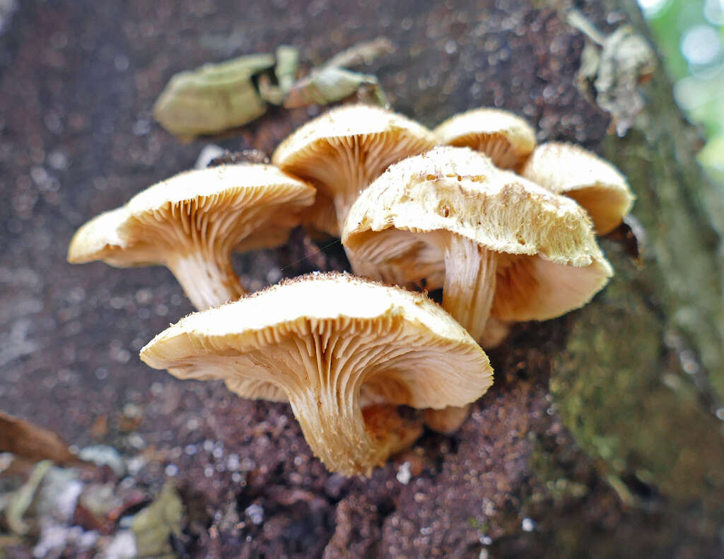 Image of Gymnopilus lepidotus Hesler 1969