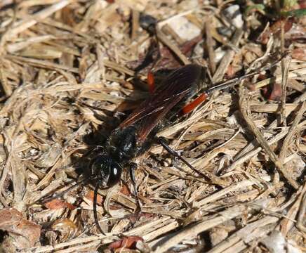 Chalybion femoratum (Fabricius 1781)的圖片