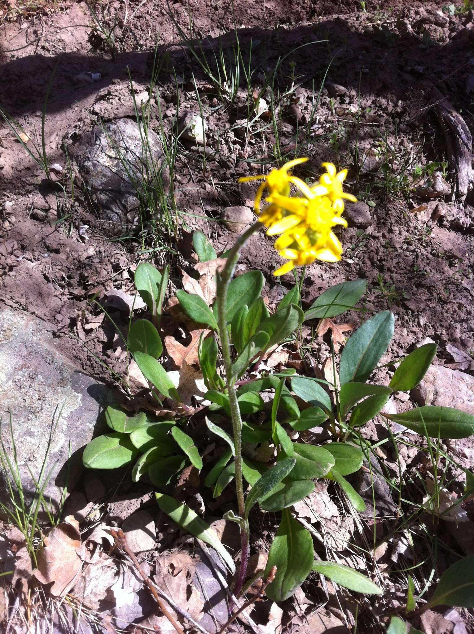 Image of lambstongue ragwort