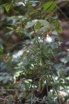 Image de Manettia luteorubra (Vell.) Benth.