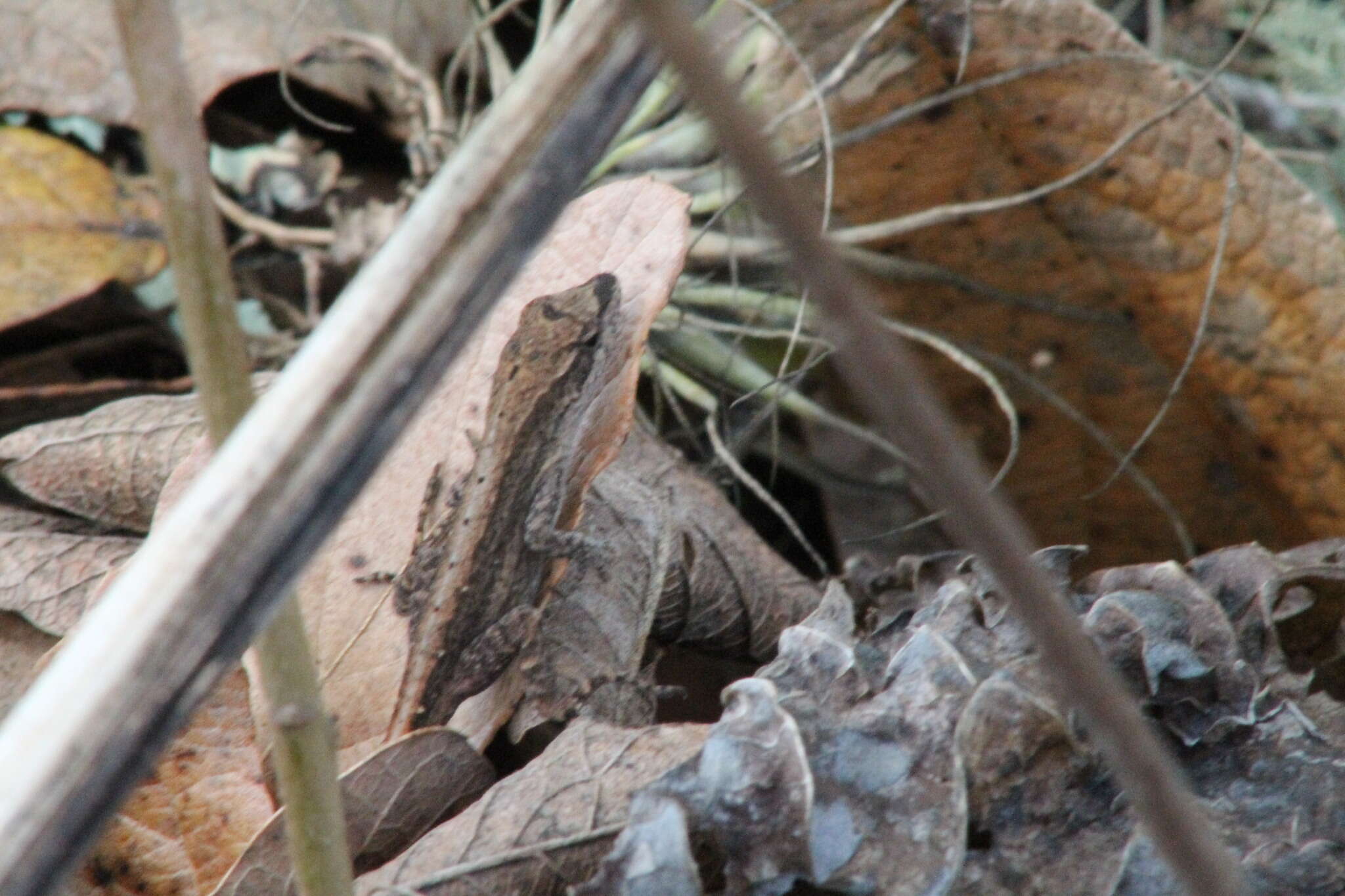 Anolis carlliebi Köhler, Trejo Pérez, Petersen & Méndez De La Cruz 2014的圖片