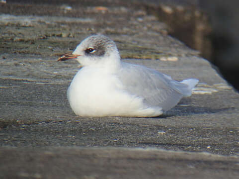 Image of Mediterranean Gull