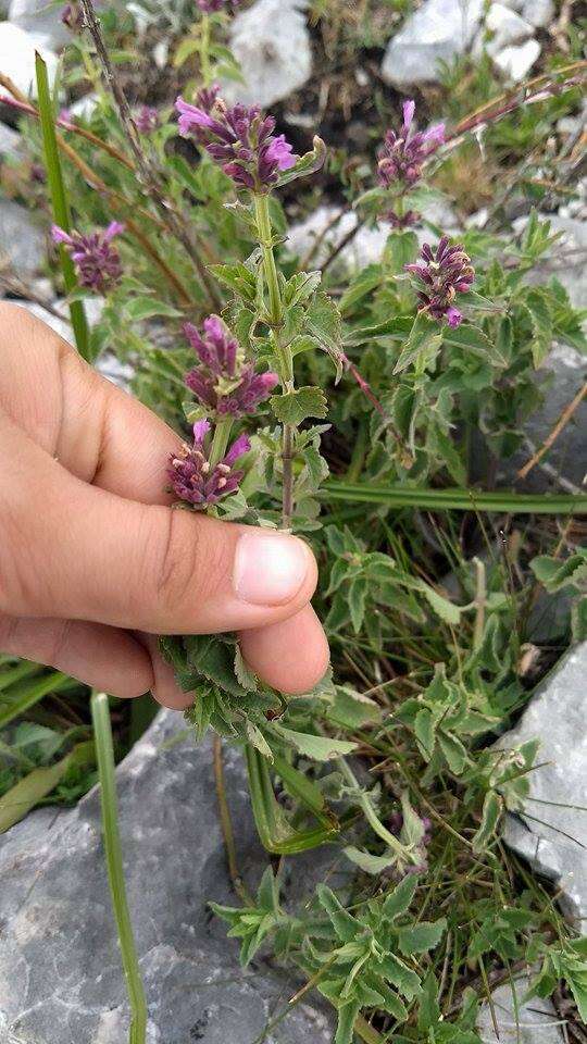 Imagem de Agastache palmeri (B. L. Rob.) Standl.