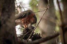 Image of Red-breasted Sparrowhawk