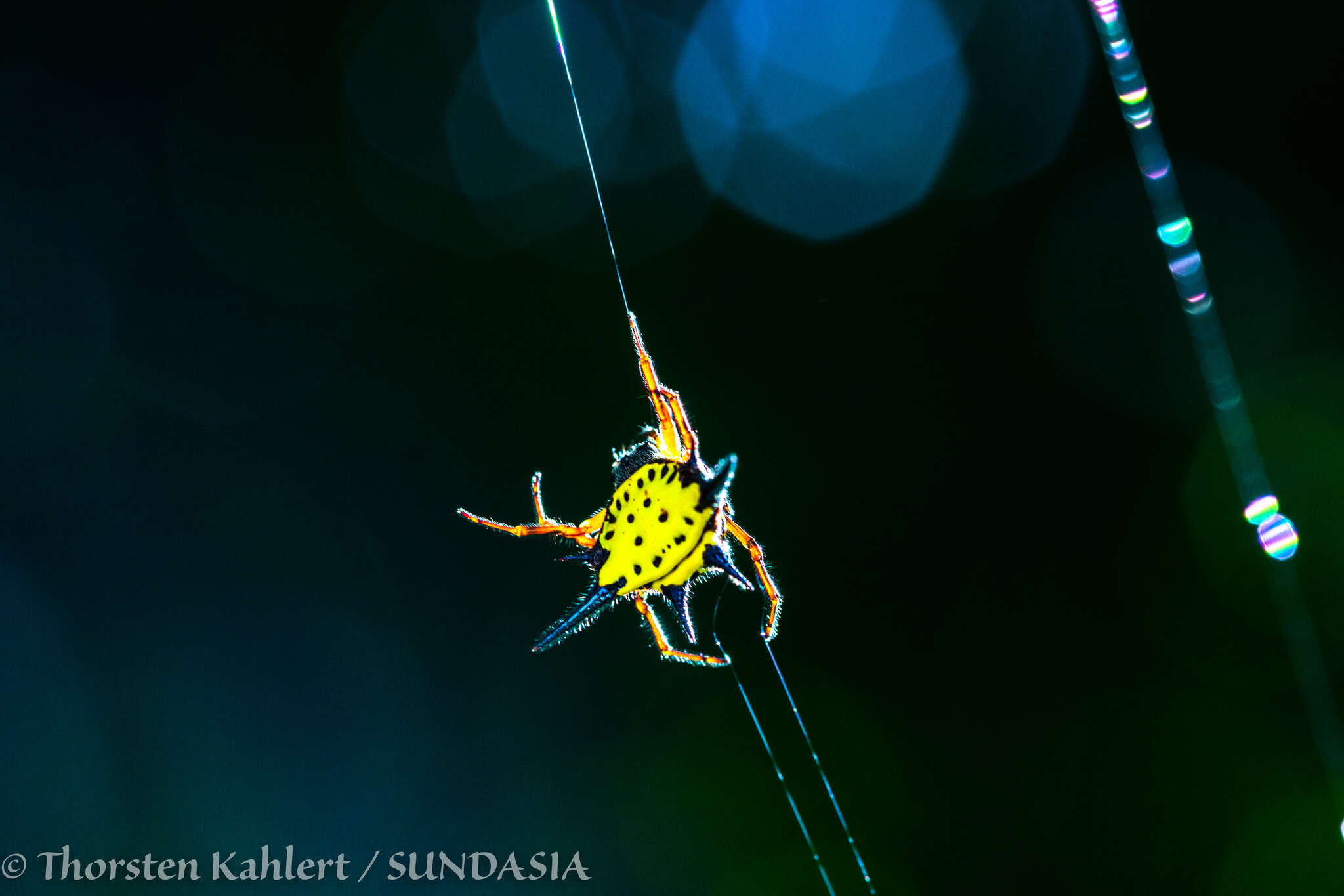 Image of Macracantha hasselti (C. L. Koch 1837) Macharoenboon, Siriwut & Jeratthitikul 2021
