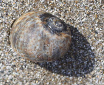 Image of Hebrew moon shell