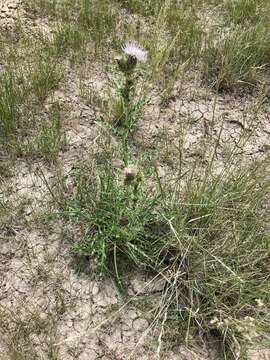 Image of Wyoming thistle