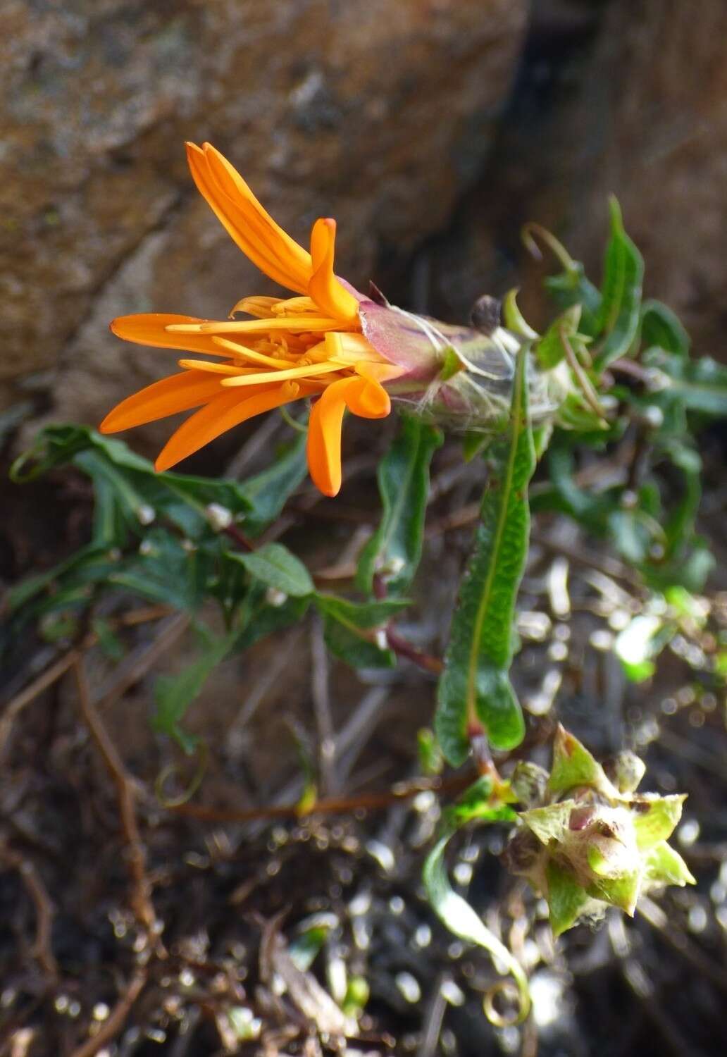 Image of Mutisia lanigera Wedd.