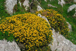 Plancia ëd Genista hispanica subsp. occidentalis Rouy