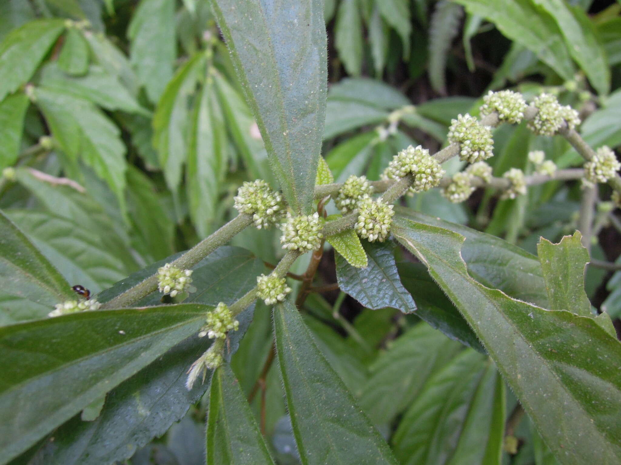 Image of Elatostema lineolatum Wight