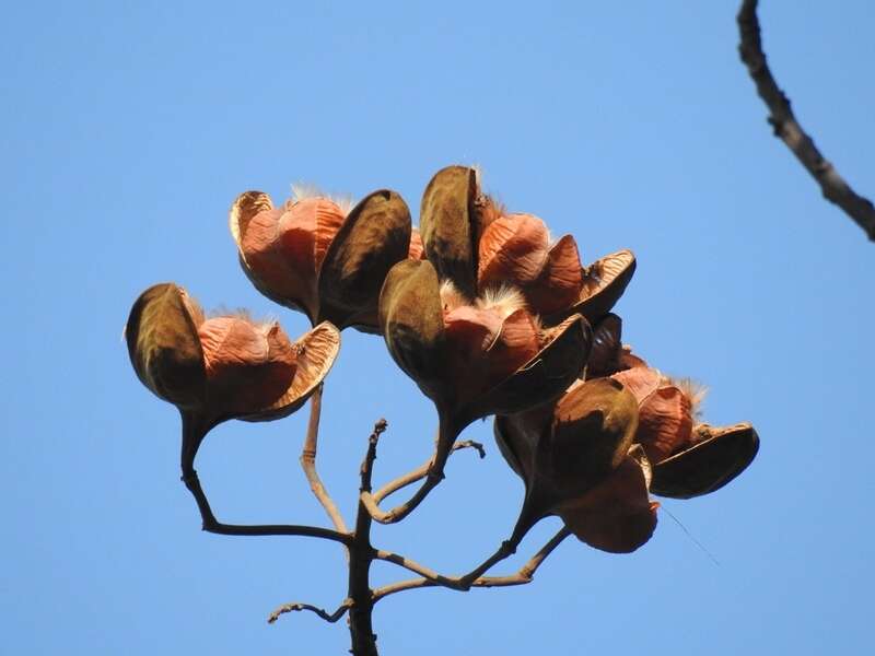 Imagem de Cochlospermum orinocense (Kunth) Steud.