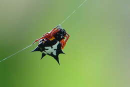 Image of Gasteracantha theisi Guérin 1838