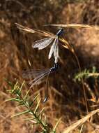 Image of Dark Spreadwing