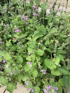 Image of PInk Mint