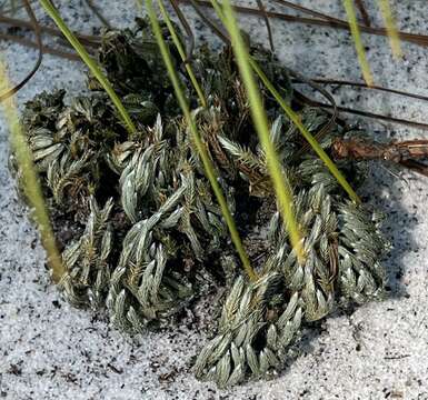 Image of spiny spikemoss