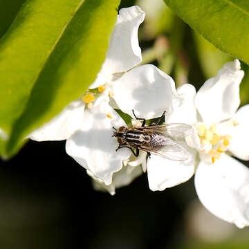 Image of Oxysarcodexia varia (Walker 1836)