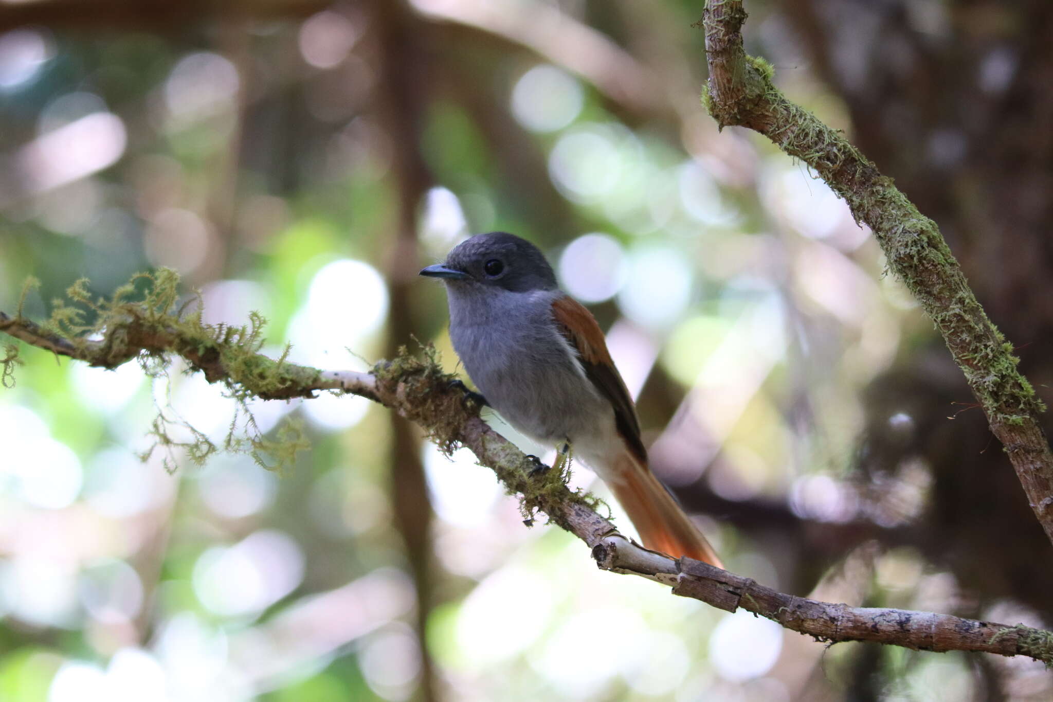 Image of Mascarene Paradise Flycatcher