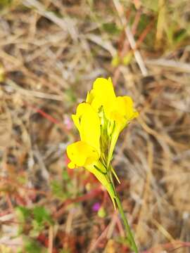 Imagem de Linaria viscosa (L.) Dum.-Courset