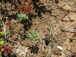 Слика од Alyssum umbellatum Desv.