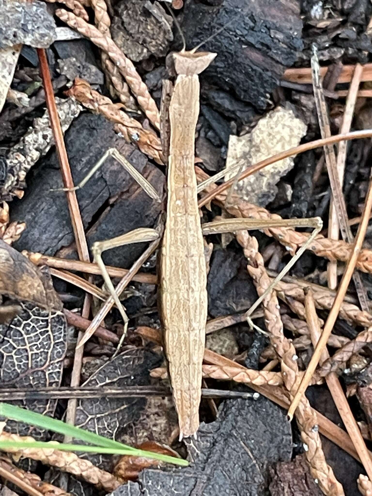 Слика од Yersiniops solitarius (Scudder 1896)