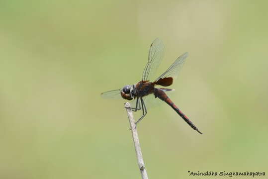 Tramea limbata (Desjardins 1835) resmi