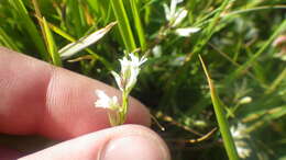 صورة Polygala vulgaris subsp. vulgaris