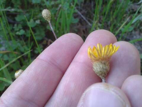 Image de Leysera gnaphalodes (L.) L.