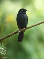 Plancia ëd Melaenornis ardesiacus Berlioz 1936