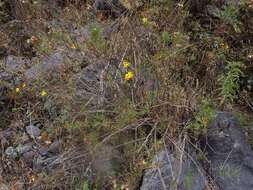 Image of Coreopsis petrophila A. Gray