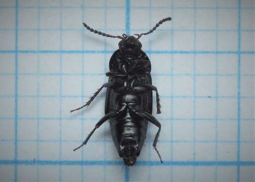 Image of Tachinus (Tachinus) subterraneus (Linnaeus 1758)