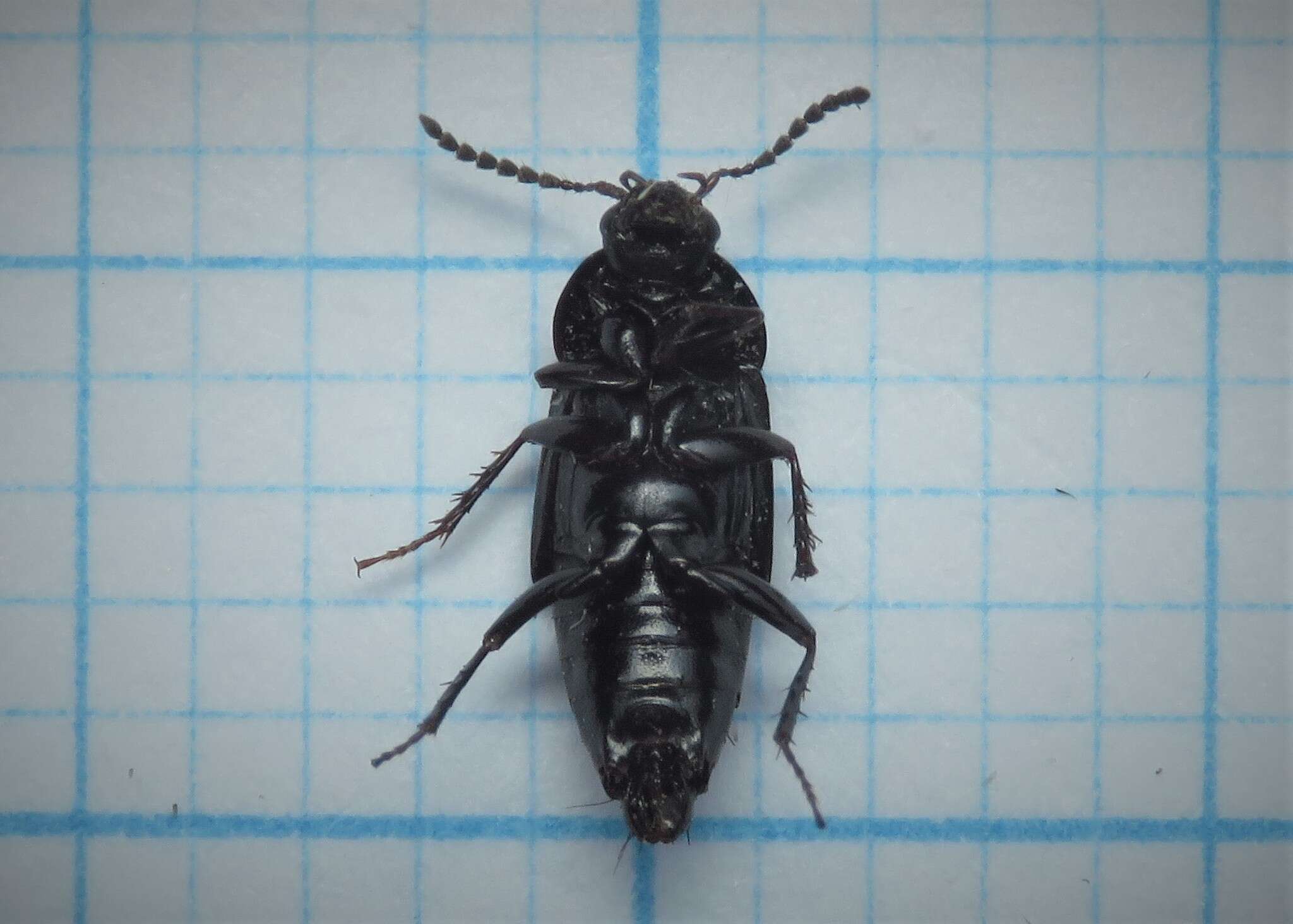 Image of Tachinus (Tachinus) subterraneus (Linnaeus 1758)