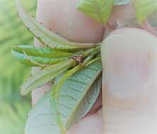 Image of Oropterus coniger White 1846