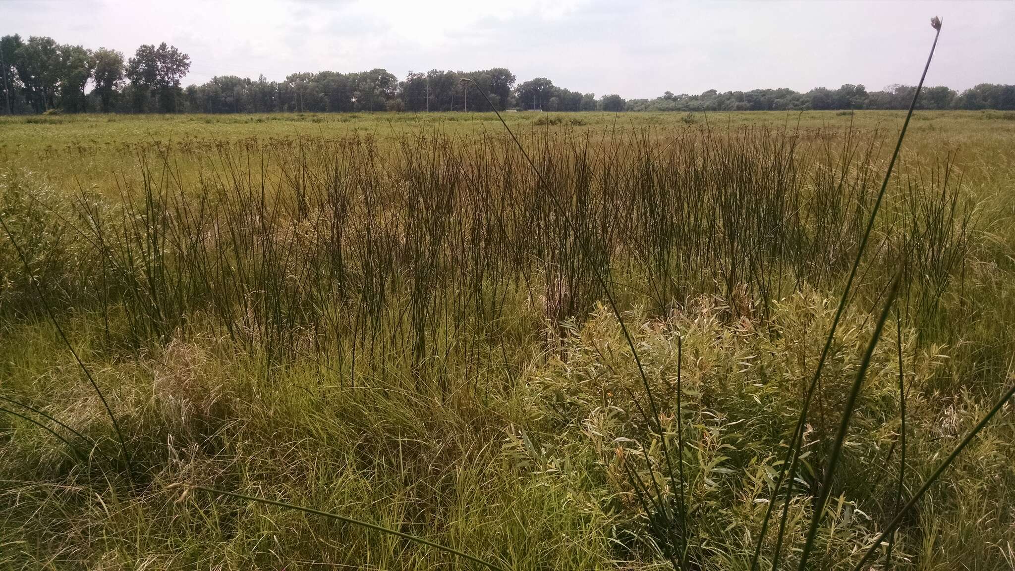 Image of Hardstem bulrush