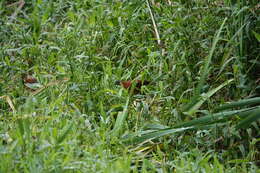 Image of Ruddy Crake