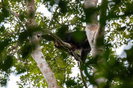 Image of Black and Red Howler