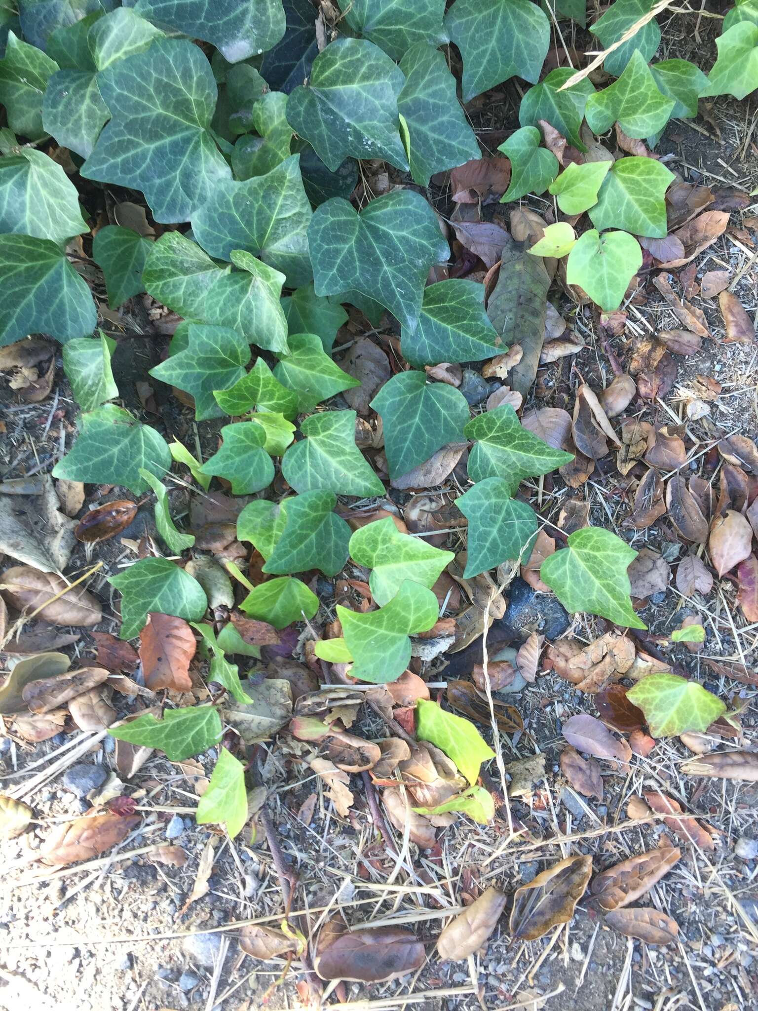 Image of Algerian ivy