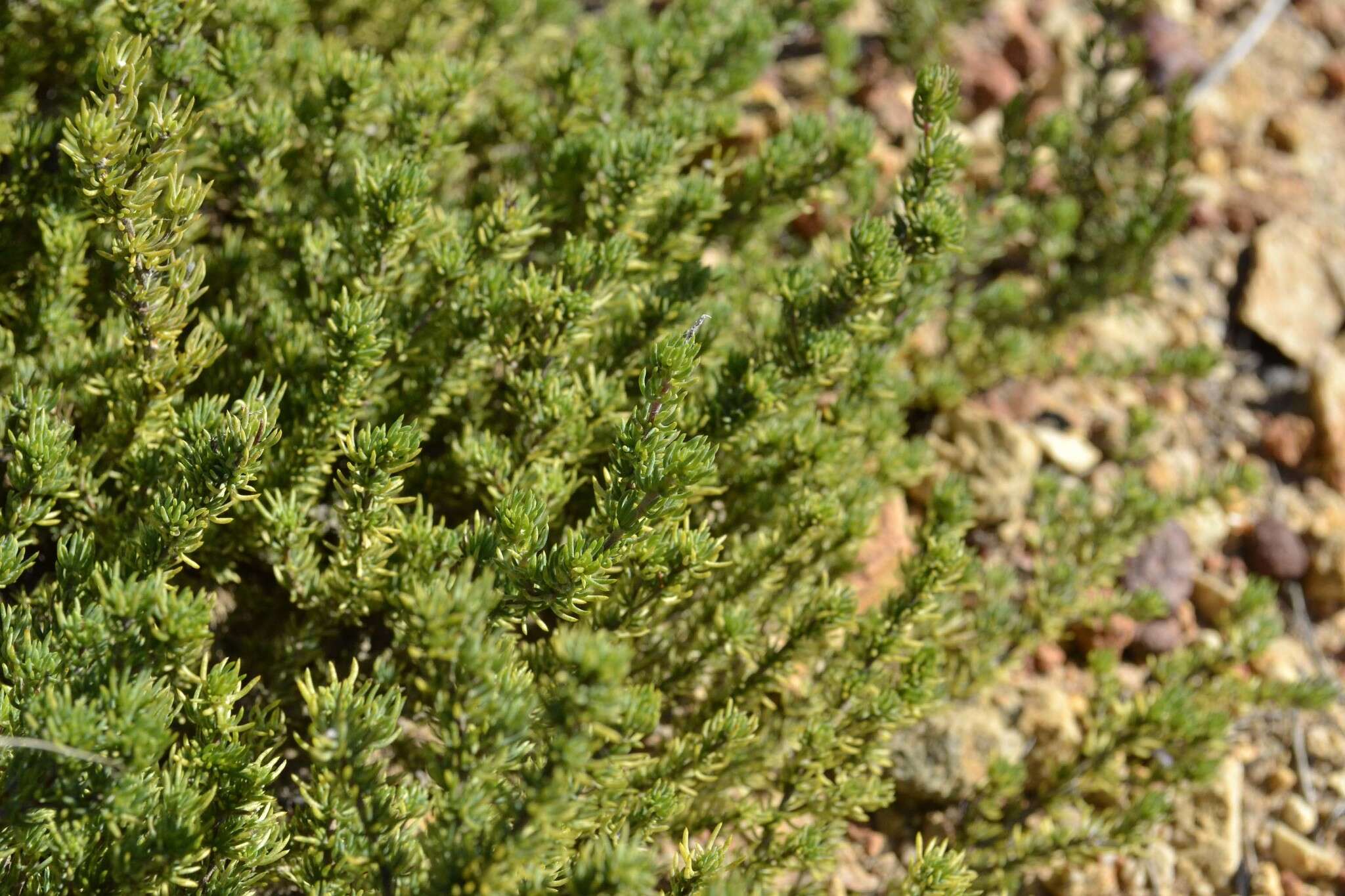 Слика од Aspalathus juniperina subsp. juniperina