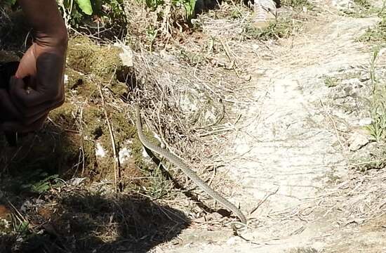 Image of Eastern Montpellier Snake