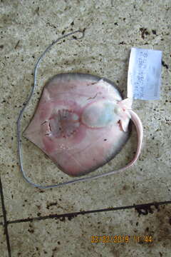 Image of Bleeker&#39;s whipray