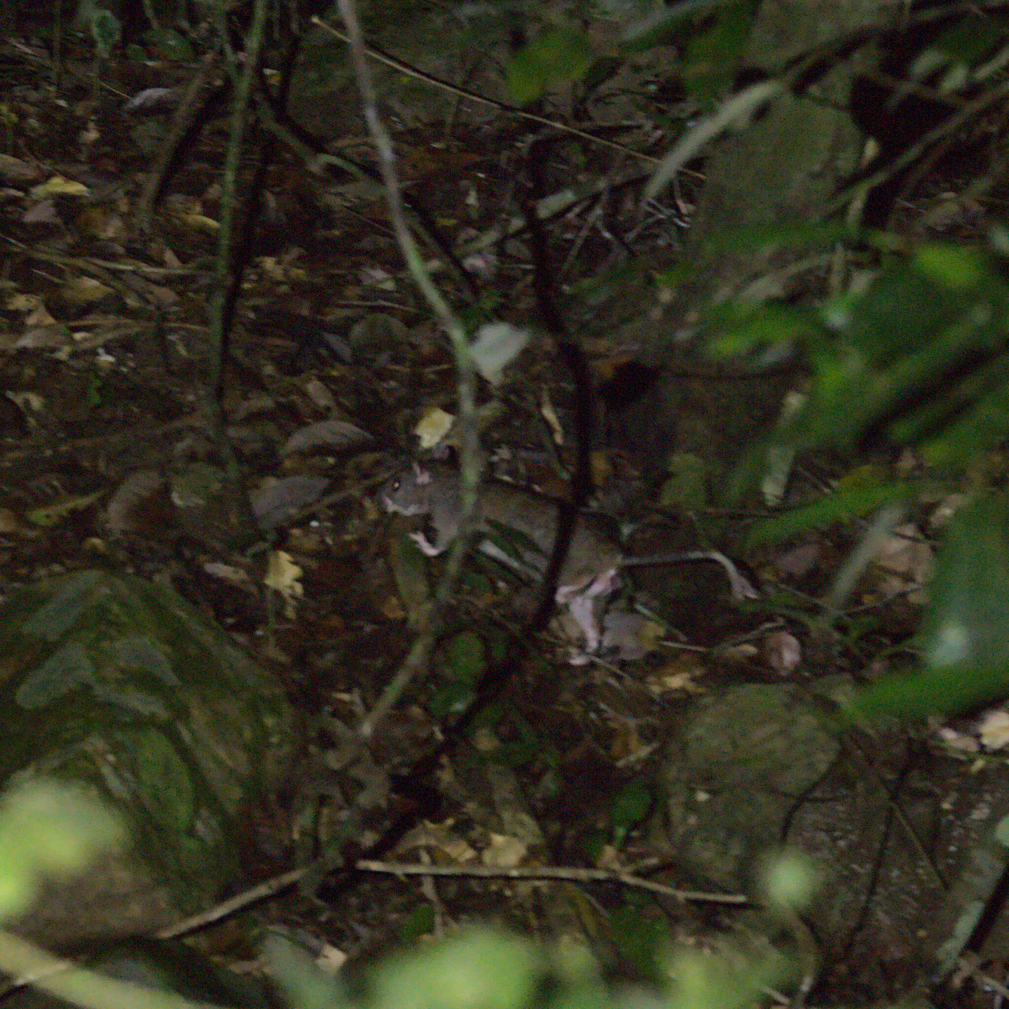 Image of Giant White-tailed Rat