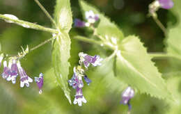 Plancia ëd Penstemon wilcoxii Rydb.