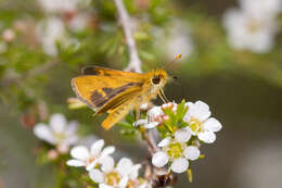 Image of Taractrocera papyria agraulia Hewitson 1868